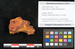 Foto (Objekt + Etikett) von Elaeocarpus muelleri Ettingshausen 1887 (NHMW-GEO-2024-0188-10383)
